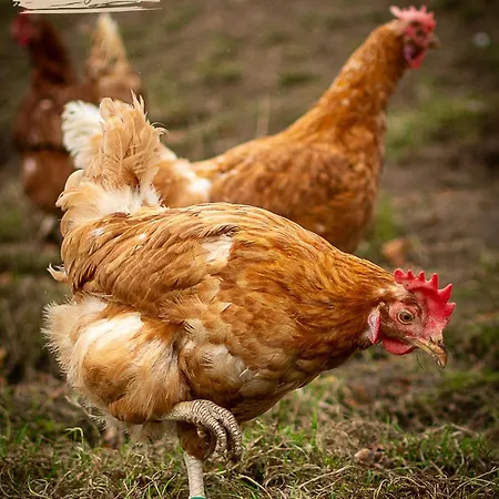 Urlaub Auf Dem Bauernhof Hedwigshoehe *