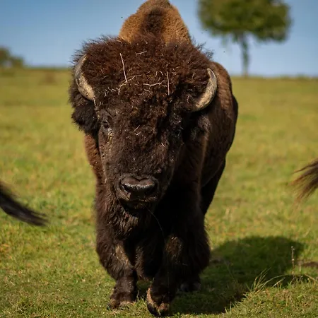 Urlaub Auf Dem Bauernhof Hedwigshoehe